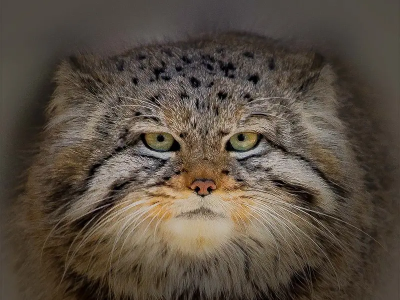 A photograph of Son of Eve 2023 Ⅴ in Novosibirsk Zoo