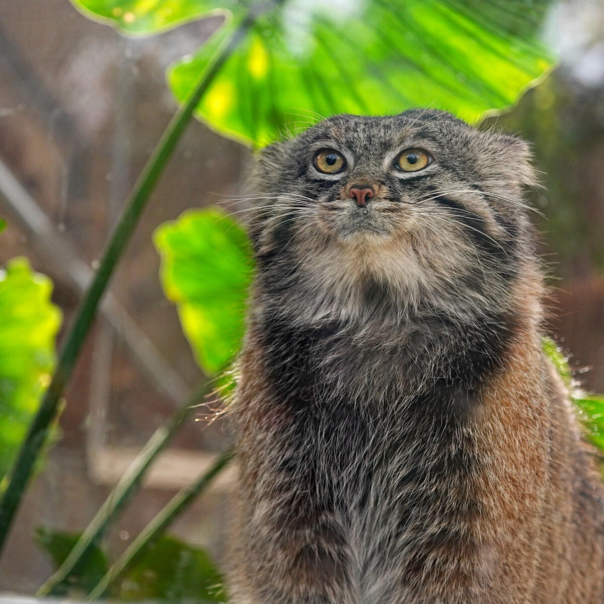 A photograph of Nar in Kobe Animal Kingdom • Manulization - Pallas’s Cats