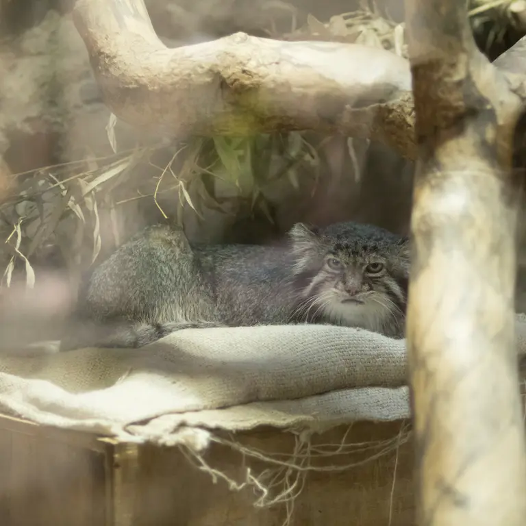 A photograph of Klyon in Ueno Zoological Gardens