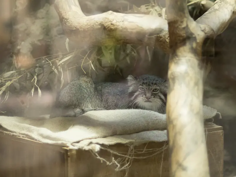 A photograph of Klyon in Ueno Zoological Gardens