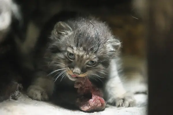 A photograph of a Pallas's cat in Ueno Zoological Gardens