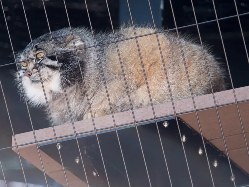 A photograph of Grusha in Asahiyama Zoo
