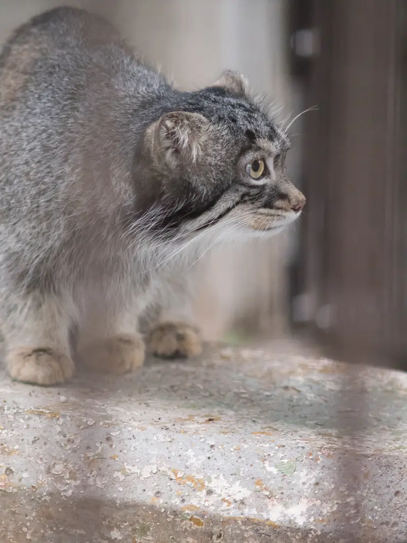 A photograph of Figa in Nogeyama Zoo