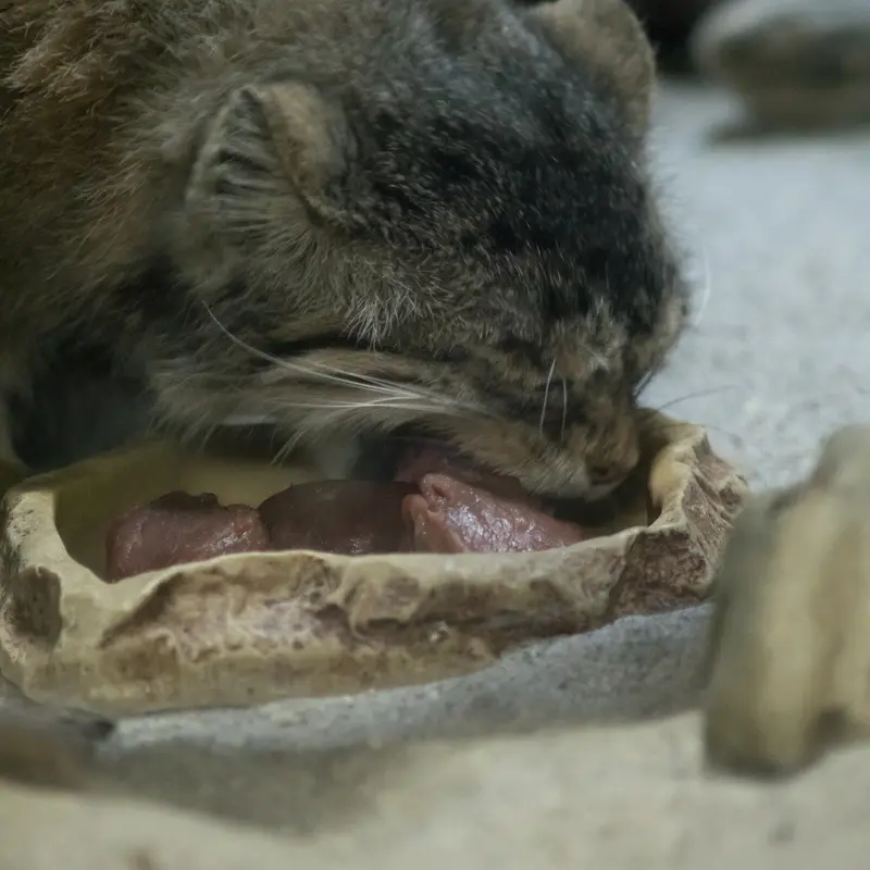 A photograph of Primula in Ueno Zoological Gardens