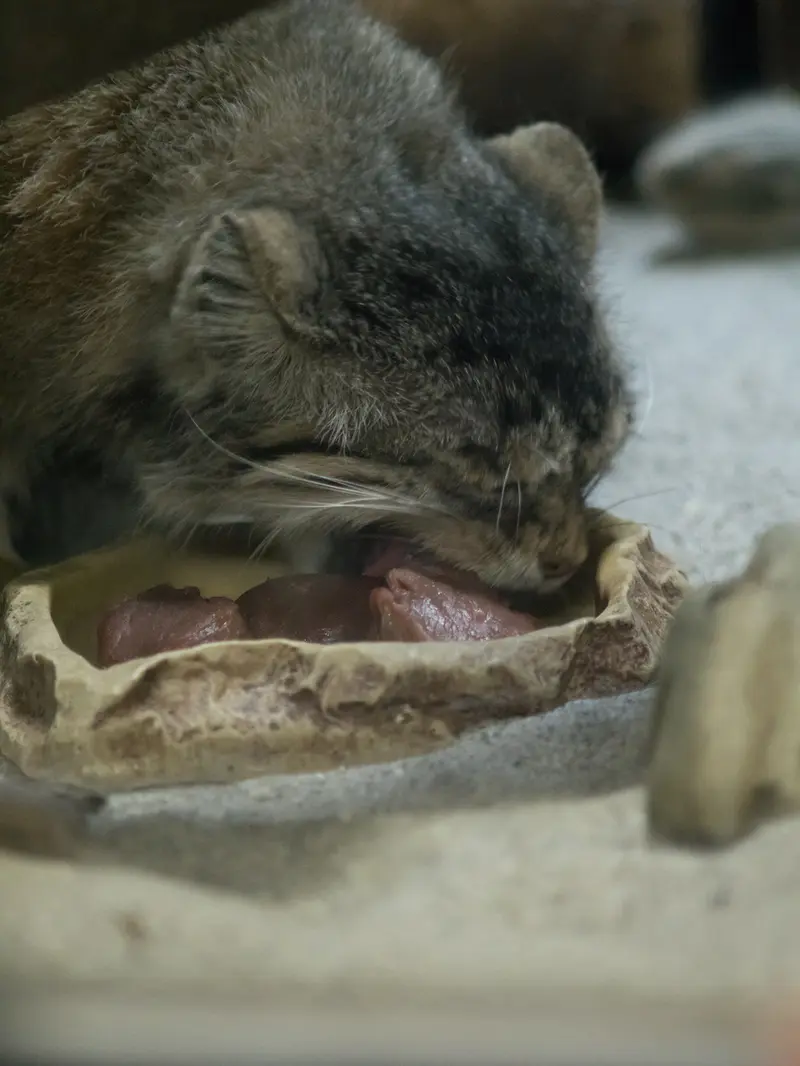 A photograph of Primula in Ueno Zoological Gardens