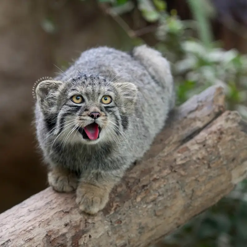 A photograph of Haku in Kobe Animal Kingdom