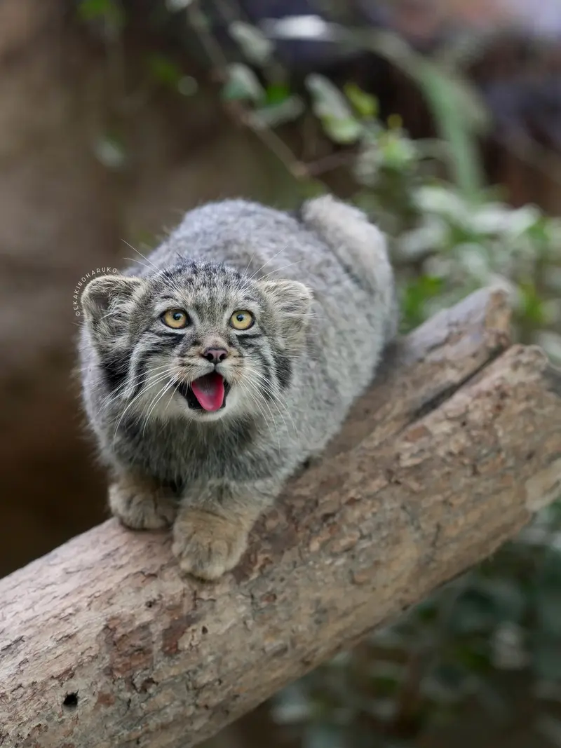 A photograph of Haku in Kobe Animal Kingdom