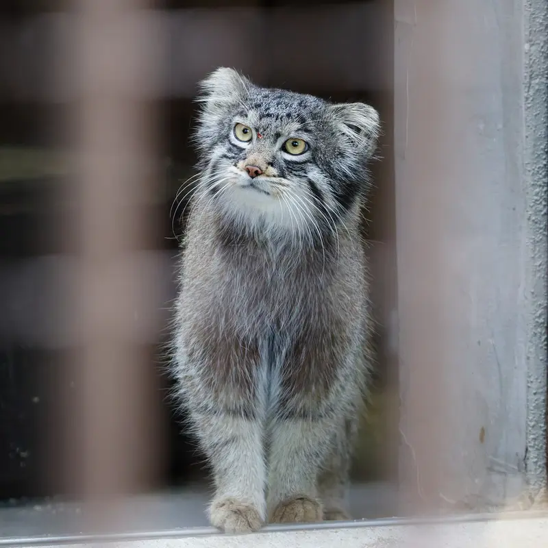A photograph of Figa in Nogeyama Zoo