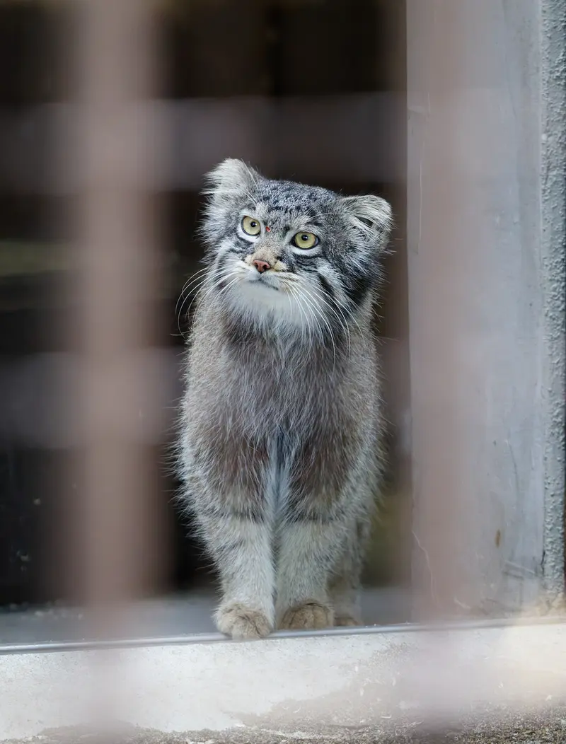 A photograph of Figa in Nogeyama Zoo