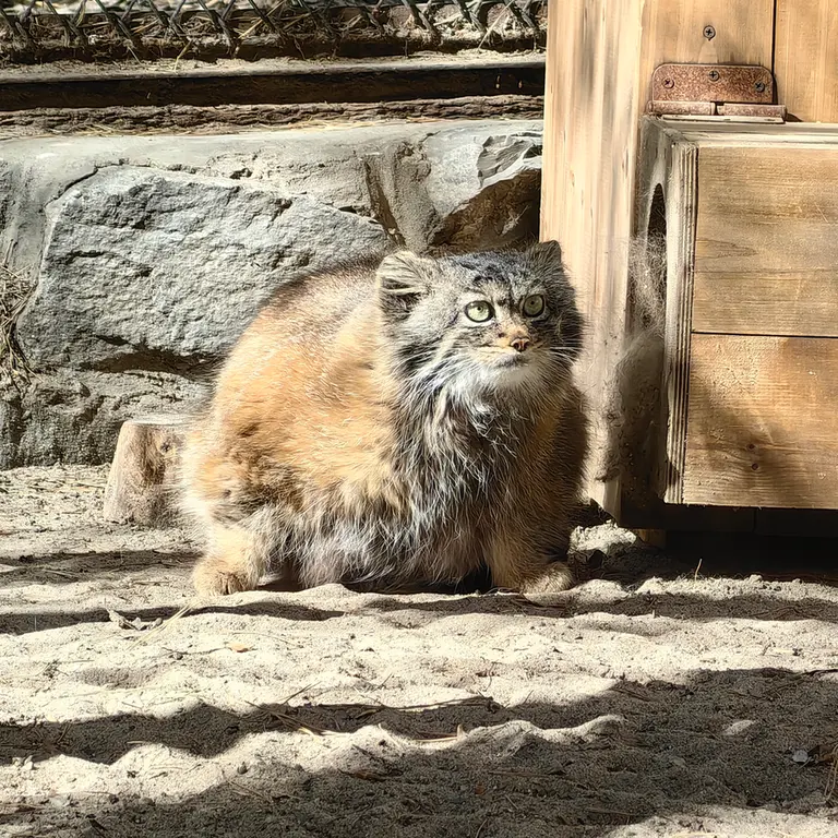 A photograph of Adele in Novosibirsk Zoo