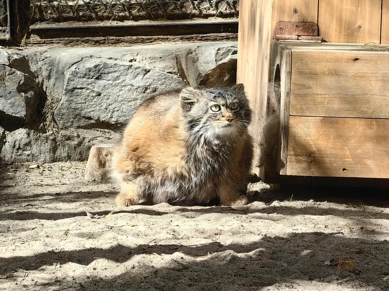 A photograph of Adele in Novosibirsk Zoo