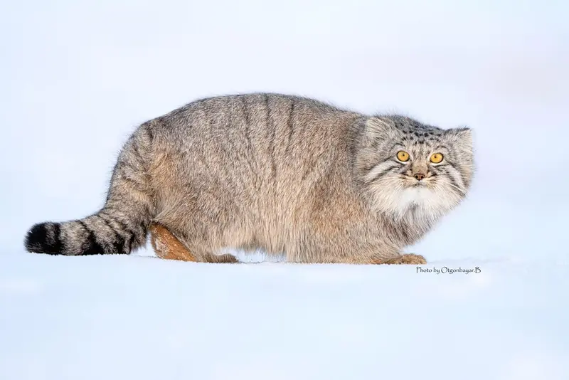 A photograph of a Pallas's cat