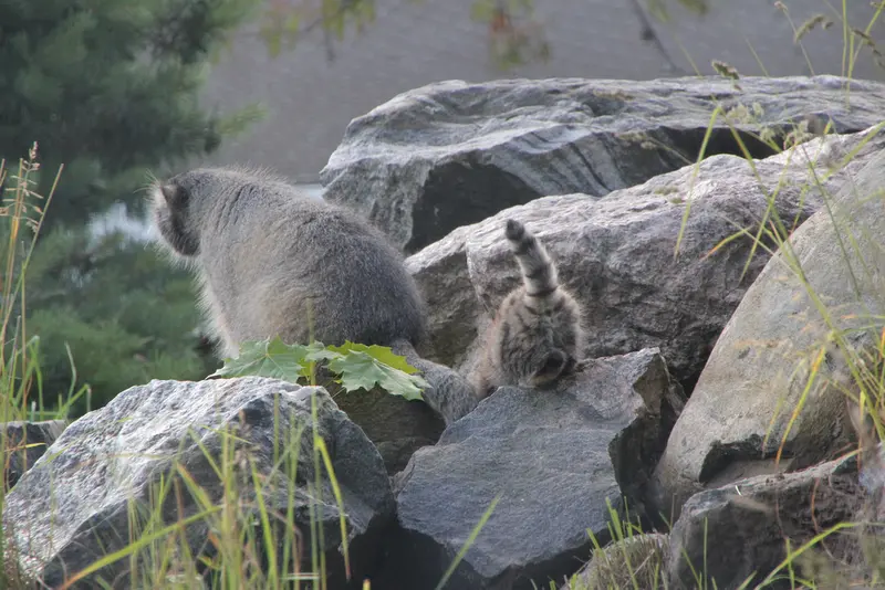 A photograph of Mimi and Daughter of Mimi b.2026 Ⅱ in Korkeasaari Zoo