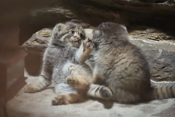 A photograph of a Pallas's cat