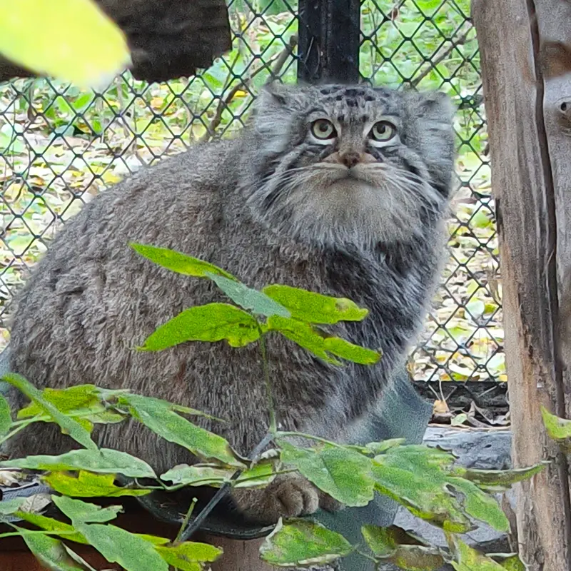 A photograph of Zosya in Novosibirsk Zoo