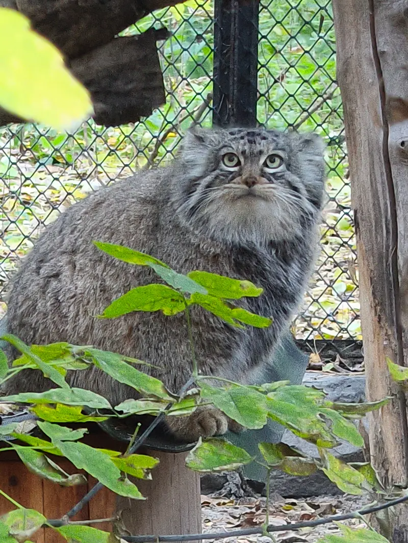 A photograph of Zosya in Novosibirsk Zoo