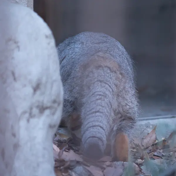 A photograph of Figa in Nogeyama Zoo