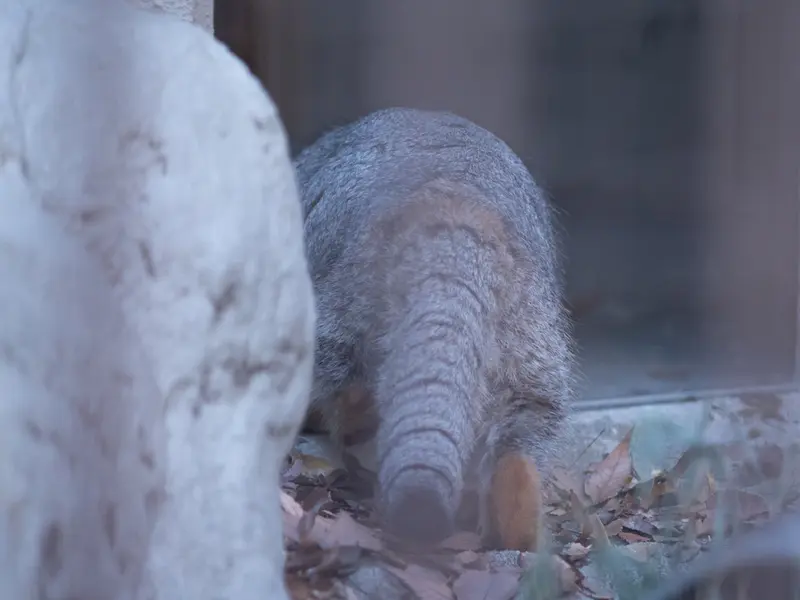 A photograph of Figa in Nogeyama Zoo