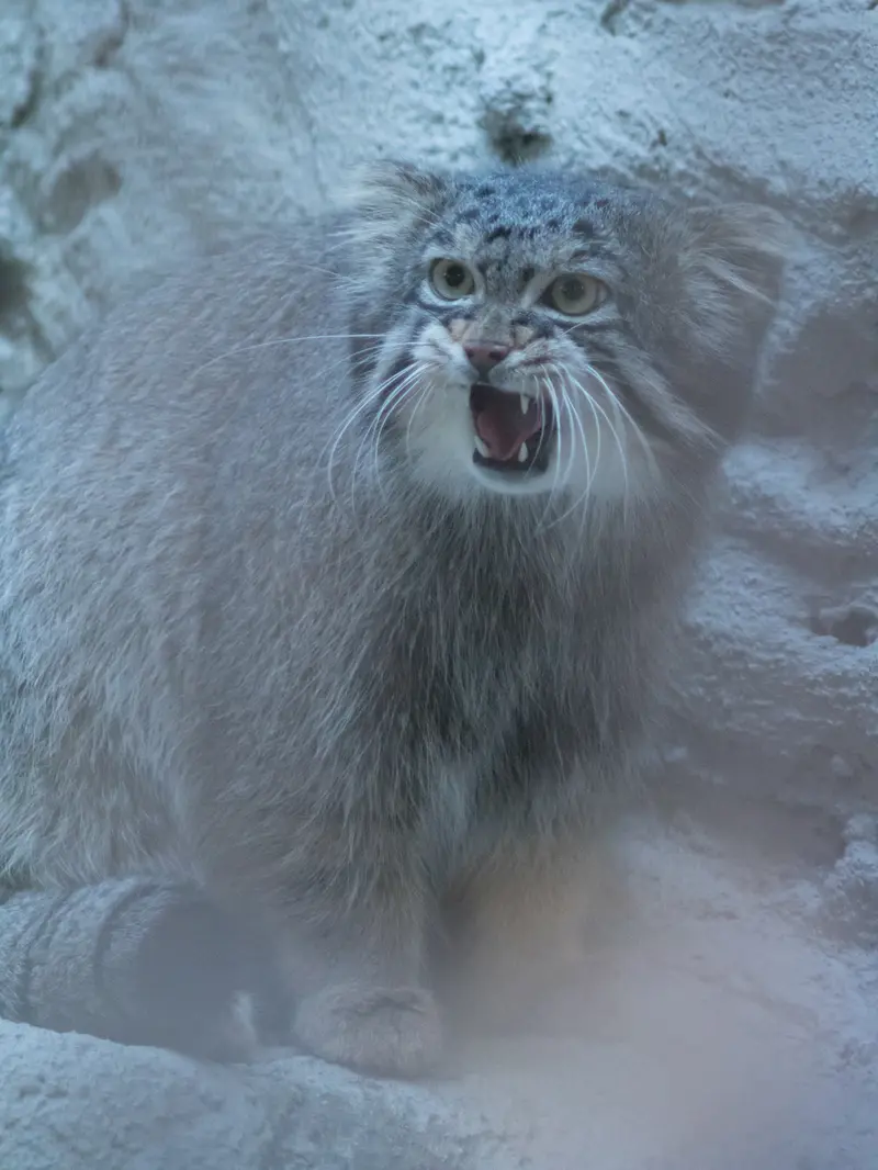 A photograph of Figa in Nogeyama Zoo