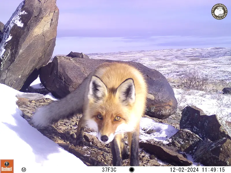A photograph of Red fox from Koshkar camera trap
