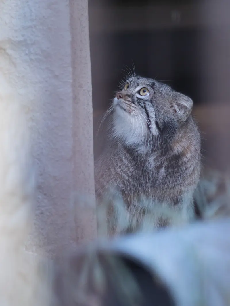 A photograph of Figa in Nogeyama Zoo