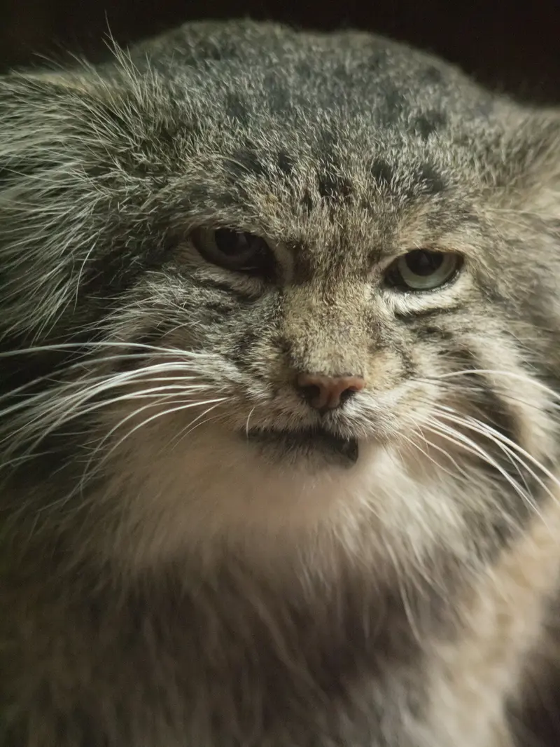 A photograph of Klyon in Ueno Zoological Gardens