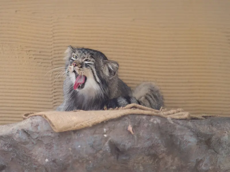 A photograph of Hide in Asahiyama Zoo