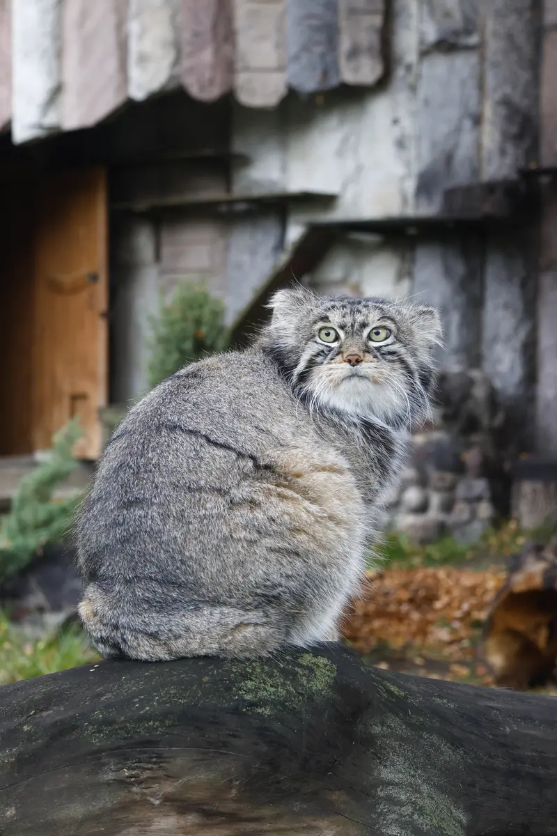 A photograph of Timofey in Moscow zoo