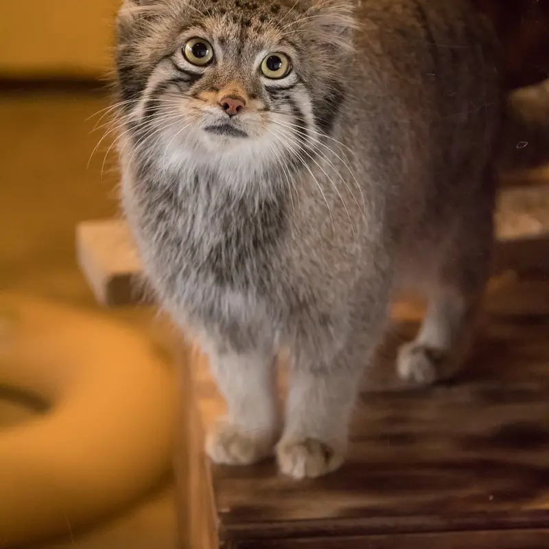 A photograph of Oto in Saitama Children's Zoo