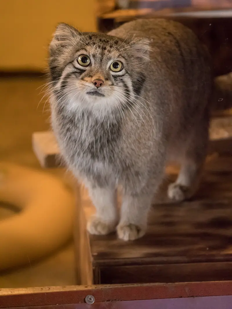 A photograph of Oto in Saitama Children's Zoo
