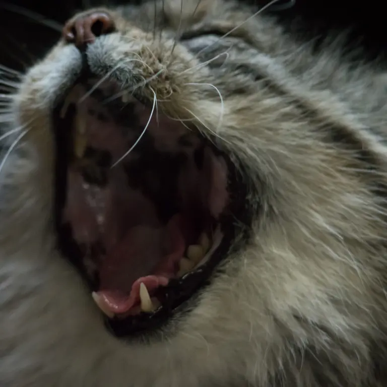 A photograph of Primula in Ueno Zoological Gardens