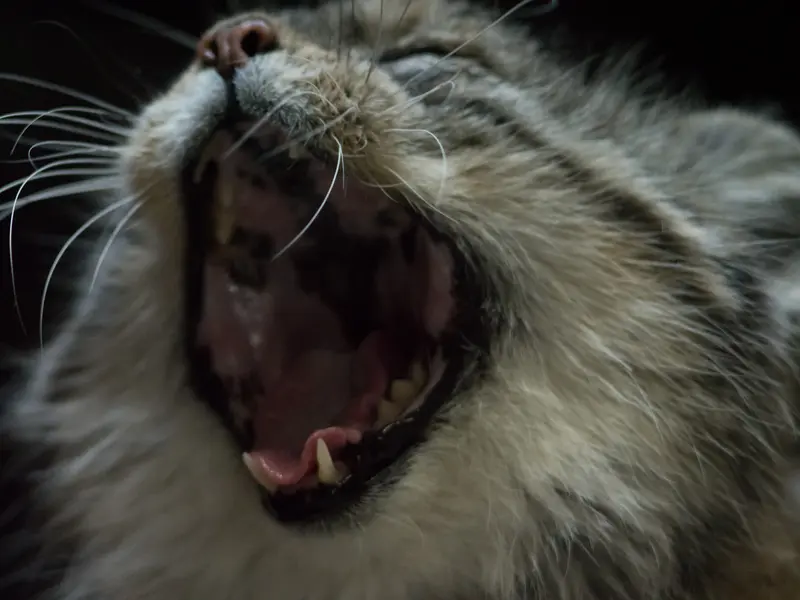 A photograph of Primula in Ueno Zoological Gardens