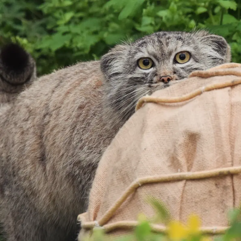 A photograph of Lucy in Budapest Zoo & Botanical Garden