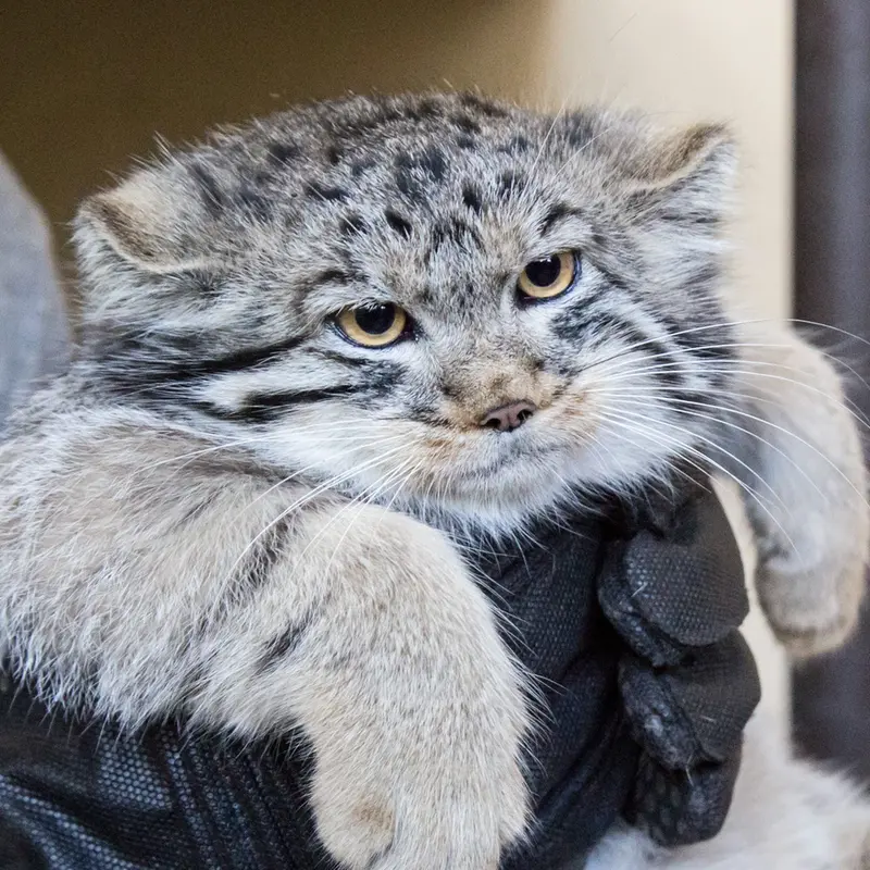 Matilda the Pallas's cat from Leningrad zoo