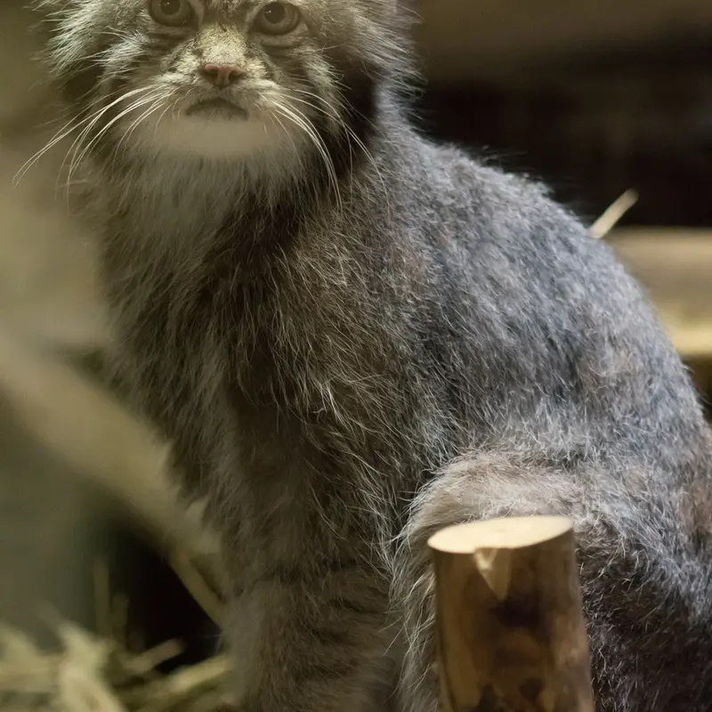 A photograph of Klyon in Ueno Zoological Gardens