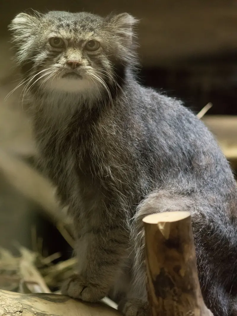 A photograph of Klyon in Ueno Zoological Gardens