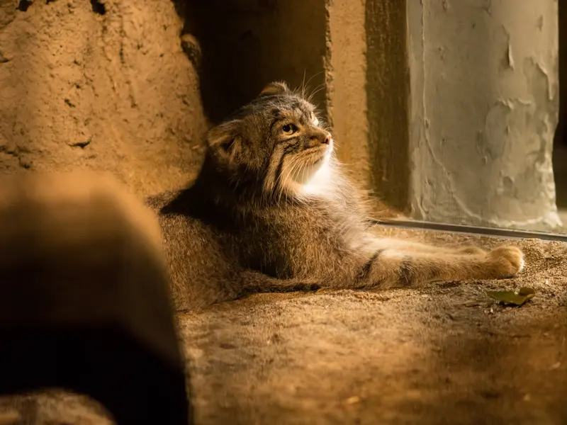 A photograph of Figa in Nogeyama Zoo