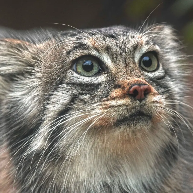 A photograph of Az in Kobe Animal Kingdom