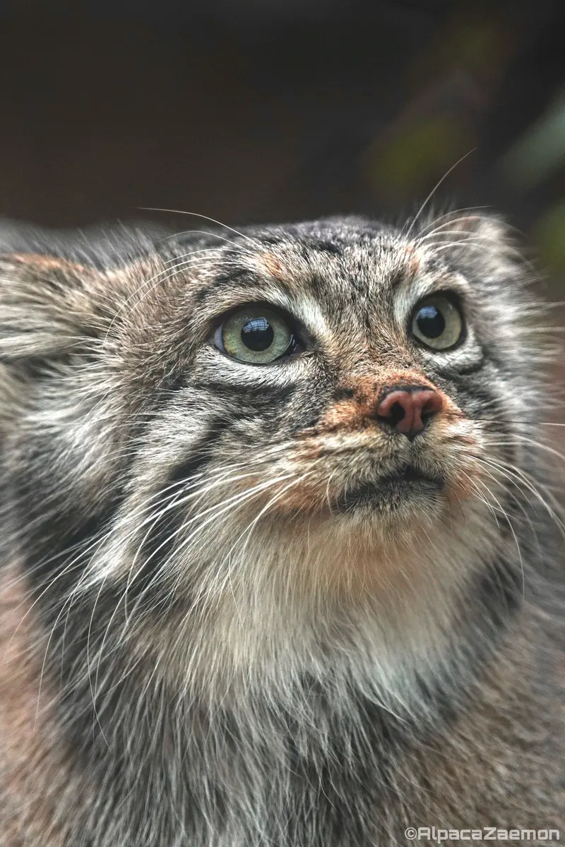 A photograph of Az in Kobe Animal Kingdom
