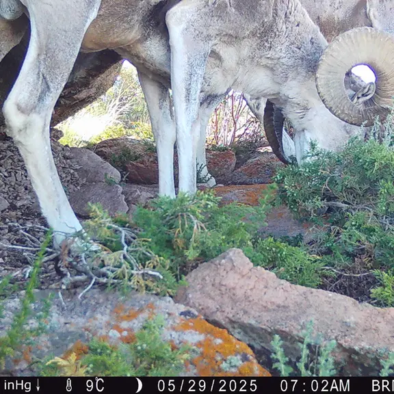 A photograph of Argali from Shubaraigyr [new] camera trap