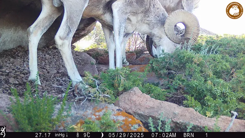 A photograph of Argali from Shubaraigyr [new] camera trap