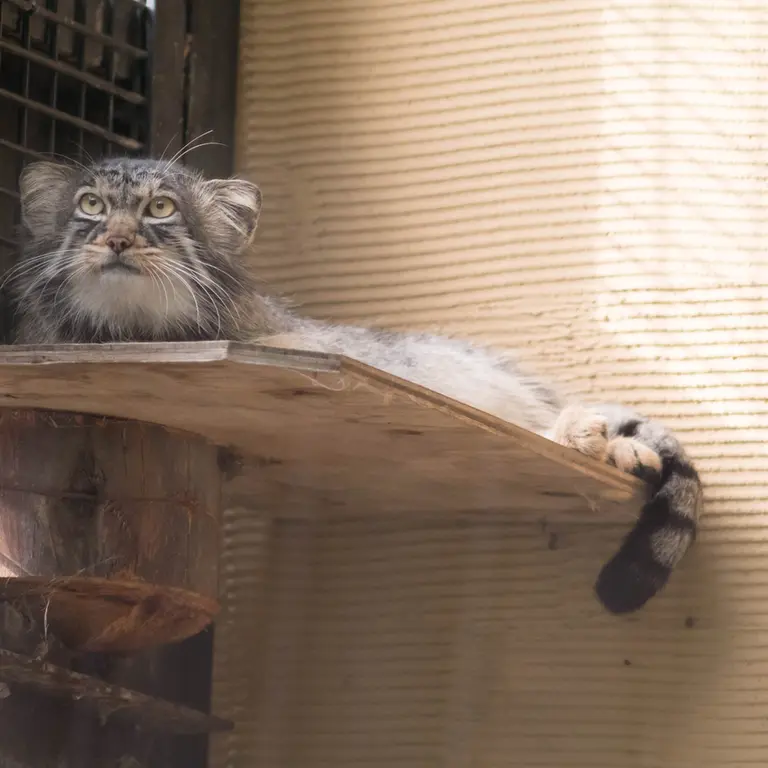 A photograph of Hide in Asahiyama Zoo