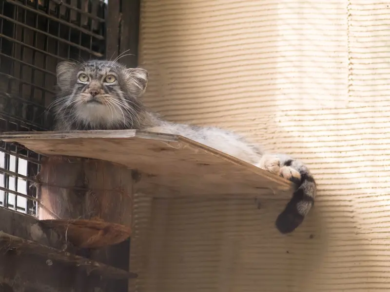 A photograph of Hide in Asahiyama Zoo