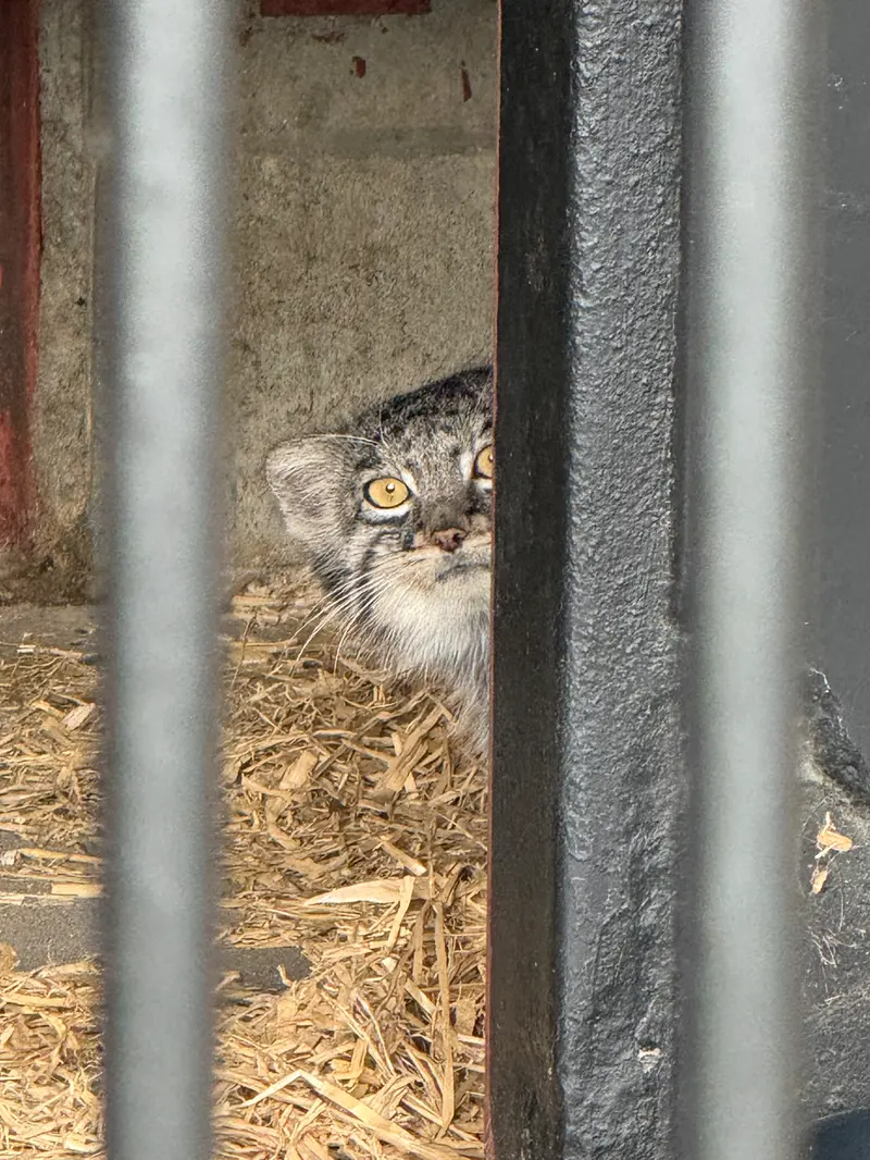 A photograph of Mei in Gokatsuraike Animal Park