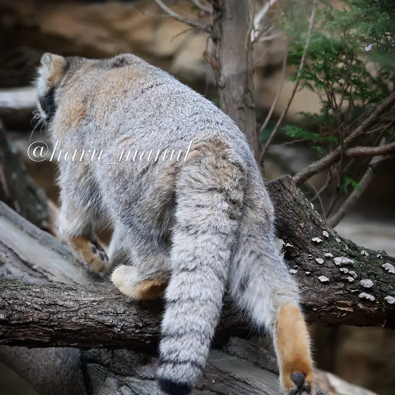 A photograph of Nagomu in Nasu Animal Kingdom