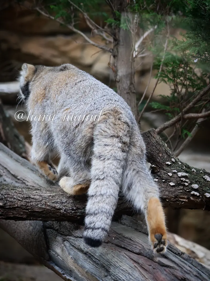 A photograph of Nagomu in Nasu Animal Kingdom