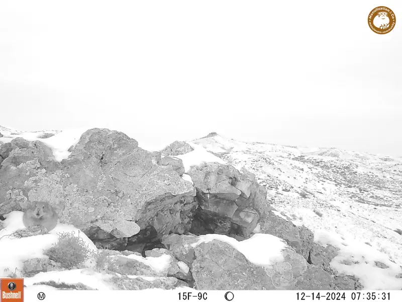A photograph of Pika from Besshoky 1 camera trap