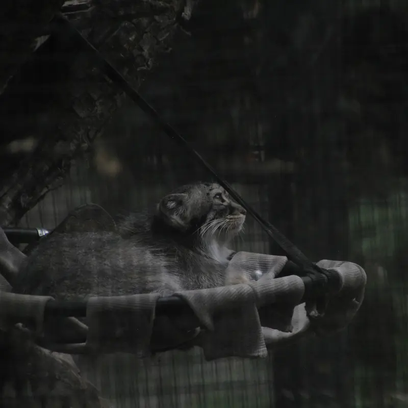 A photograph of Meera in Red River Zoo