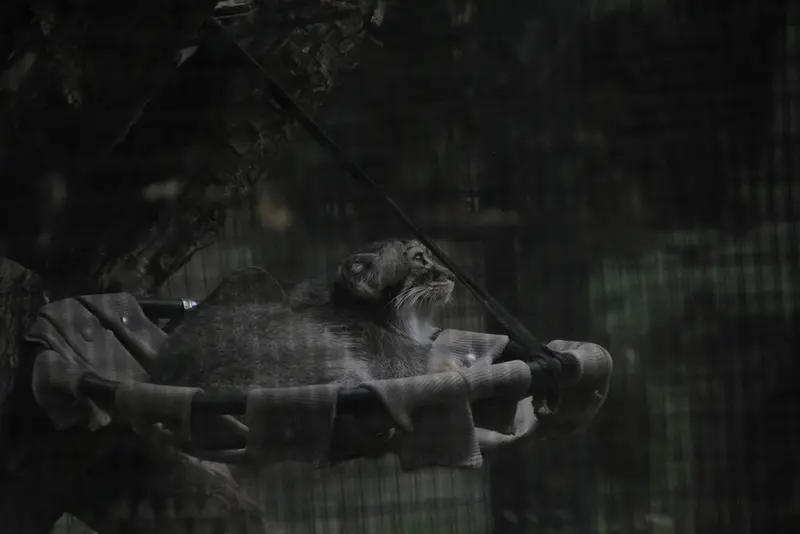 A photograph of Meera in Red River Zoo