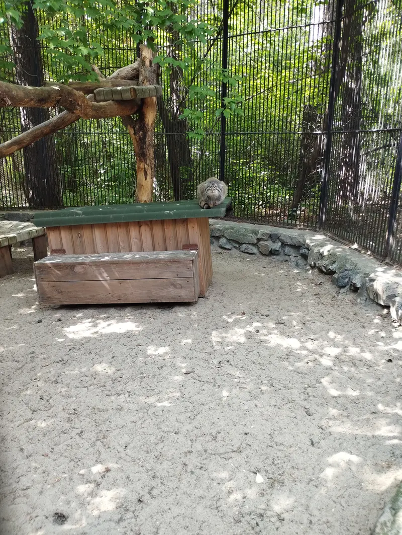 A photograph of a Pallas's cat in Novosibirsk Zoo